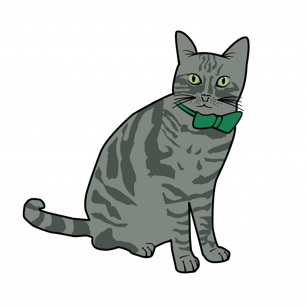 Chat gris prénommé DIGI Cat par les freres moustaches agence de communication